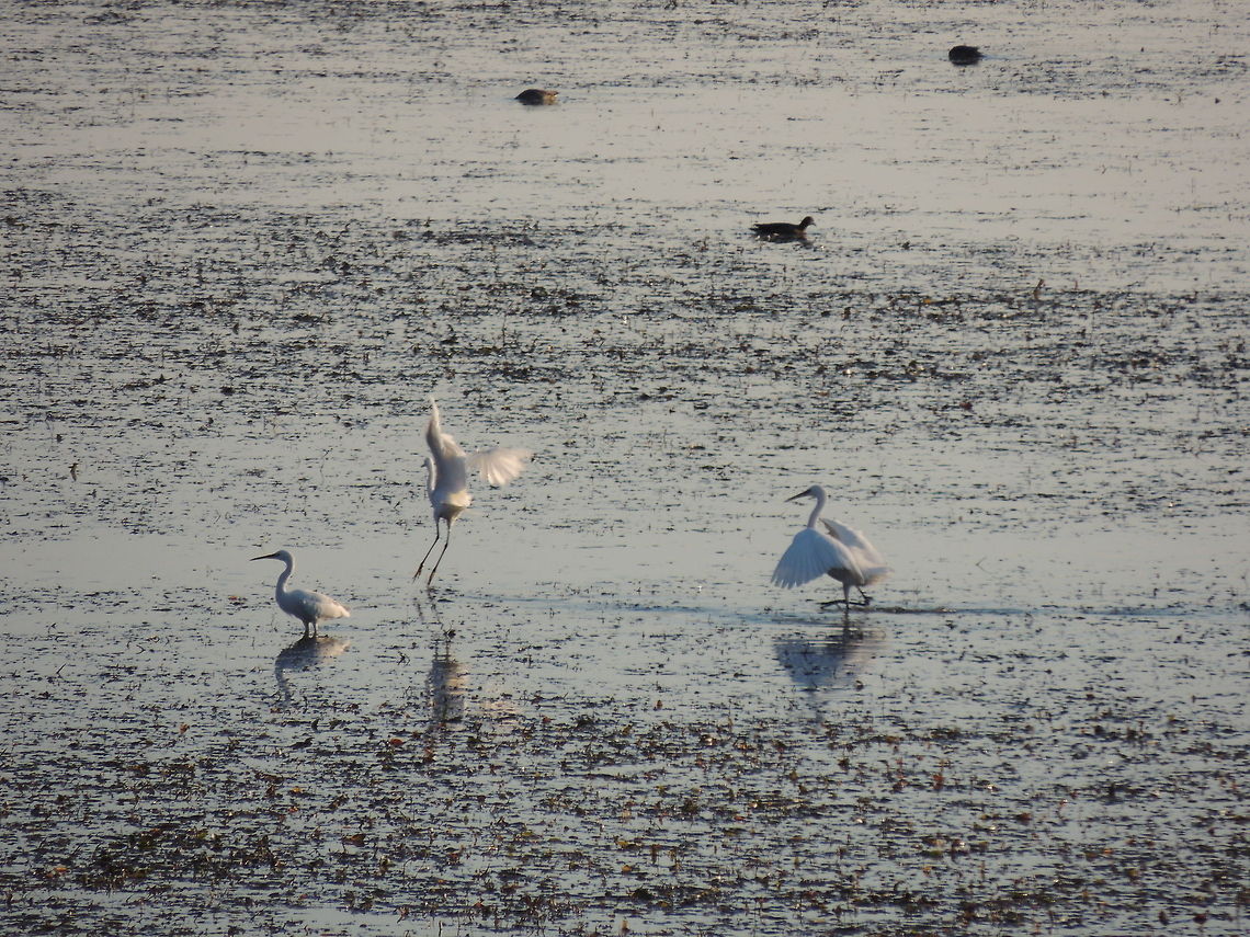 The Three Musketeers  Egretta garzetta,Geotagged,Italy,Little Egret