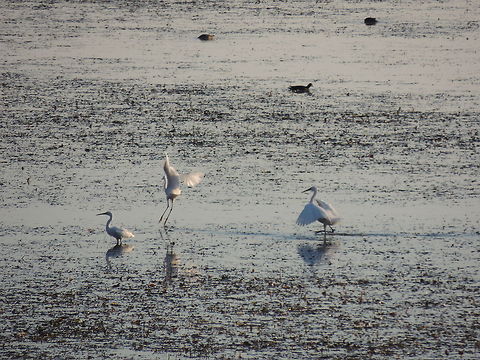 The Three Musketeers  Egretta garzetta,Geotagged,Italy,Little Egret