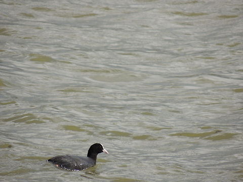 coot  Eurasian Coot,Fulica atra,Geotagged,Italy