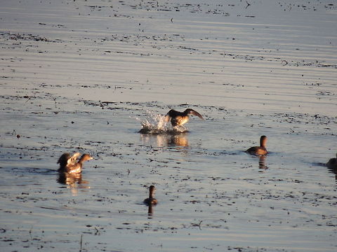 take off  Geotagged,Italy,Little Grebe,Tachybaptus ruficollis