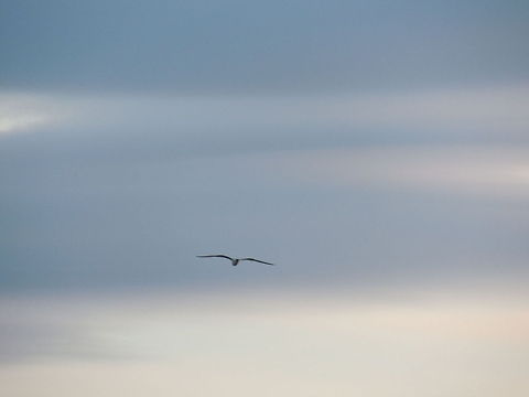 in the blue sky  Black-headed Gull,Chroicocephalus ridibundus,Geotagged,Italy