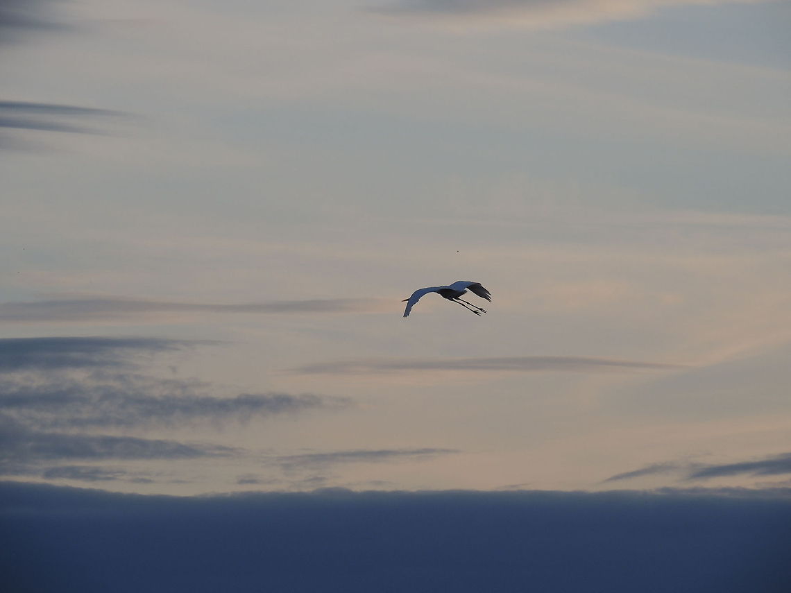 what a strange position for flying!  Ardea alba,Geotagged,Great egret,Italy