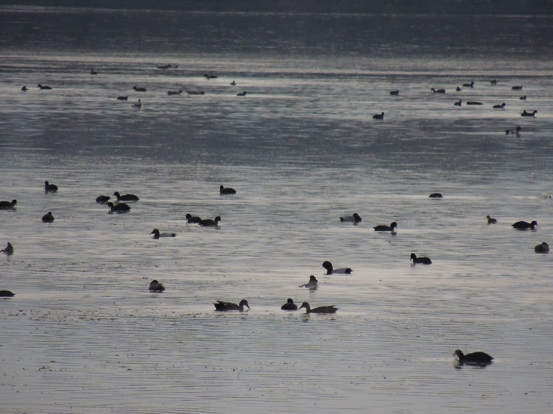Biodiversity lots of different species of duck in the wwf oasi that migrate here in winter Common Pochard,Eurasian Coot,Fulica atra,Geotagged,Italy,Redhead,mallard duck
