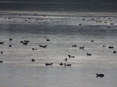 Biodiversity lots of different species of duck in the wwf oasi that migrate here in winter Common Pochard,Eurasian Coot,Fulica atra,Geotagged,Italy,Redhead,mallard duck