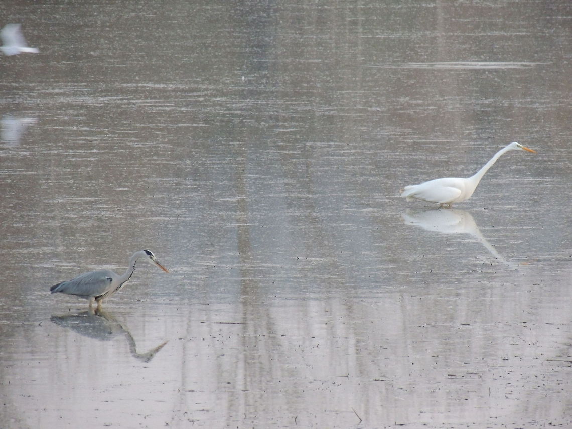 The same but different...  Ardea cinerea,Geotagged,Grey Heron,Italy