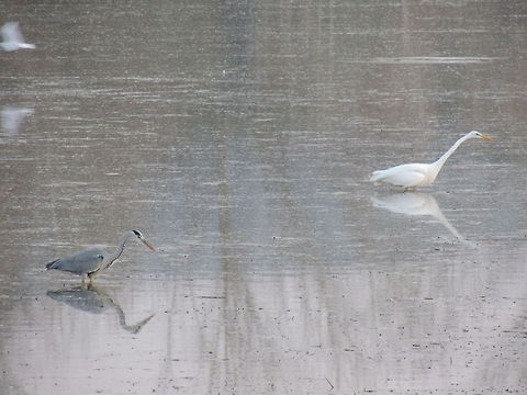The same but different...  Ardea cinerea,Geotagged,Grey Heron,Italy