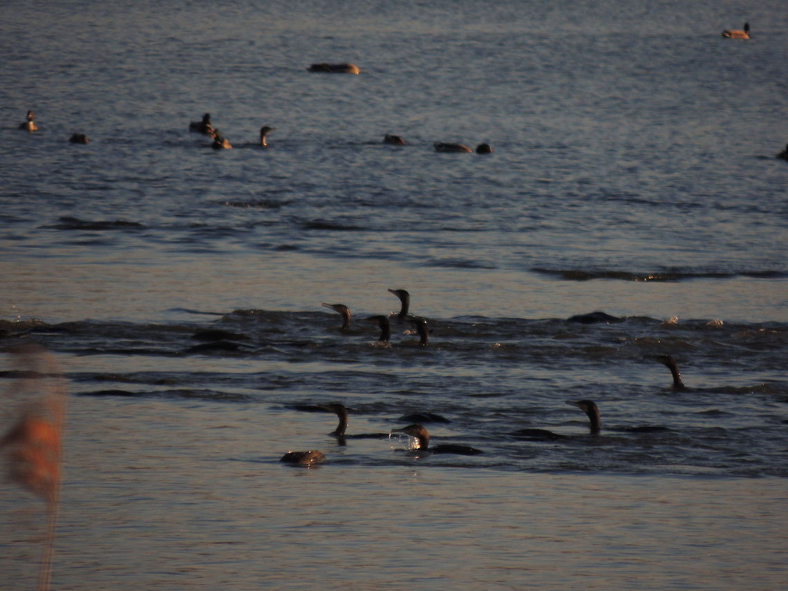 fishing <a href="https://m.youtube.com/watch?v=_MRxlw_UiCU" rel="nofollow">https://m.youtube.com/watch?v=_MRxlw_UiCU</a> Geotagged,Great Cormorant,Italy,Phalacrocorax carbo