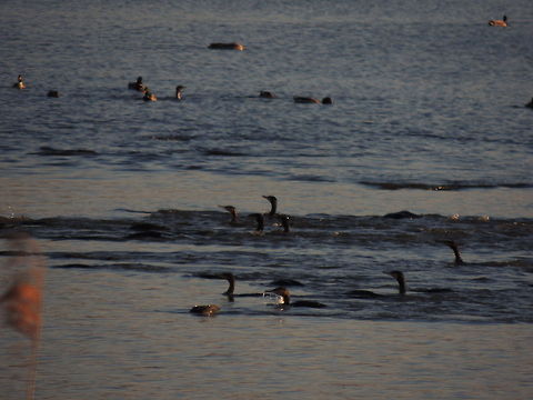 fishing https://m.youtube.com/watch?v=_MRxlw_UiCU Geotagged,Great Cormorant,Italy,Phalacrocorax carbo