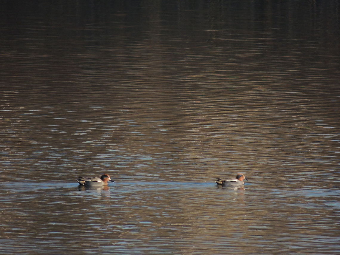 eurasian teal  Anas crecca,Eurasian Teal,Geotagged,Italy