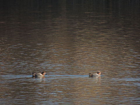 eurasian teal  Anas crecca,Eurasian Teal,Geotagged,Italy