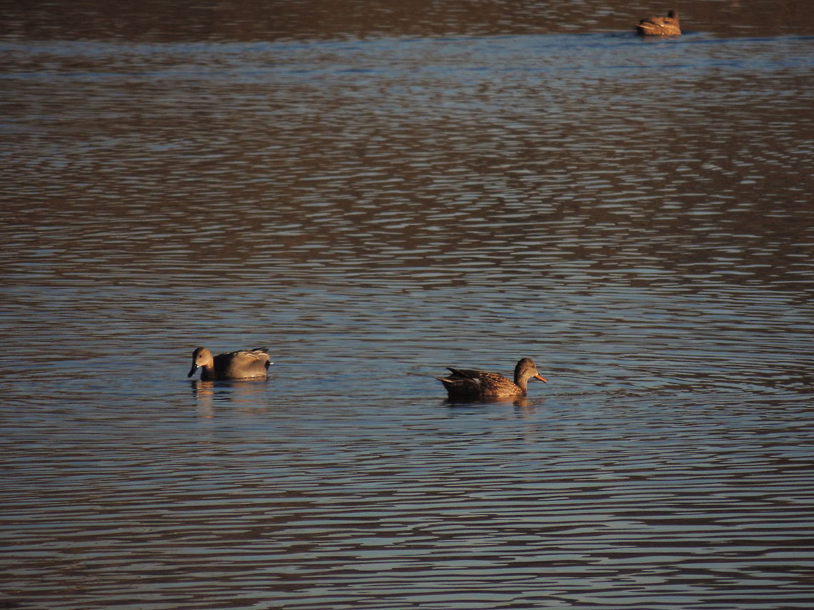 gadwall male and female  Anas strepera,Gadwall,Geotagged,Italy,Mareca strepera