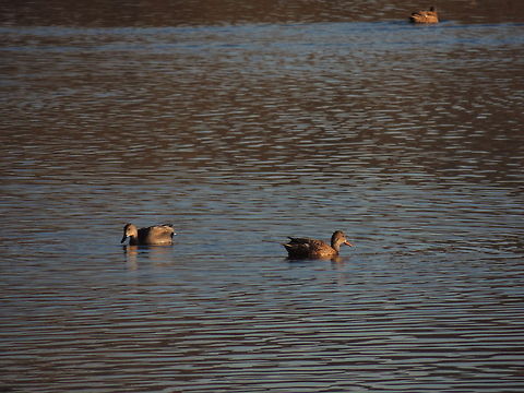 gadwall male and female  Anas strepera,Gadwall,Geotagged,Italy,Mareca strepera