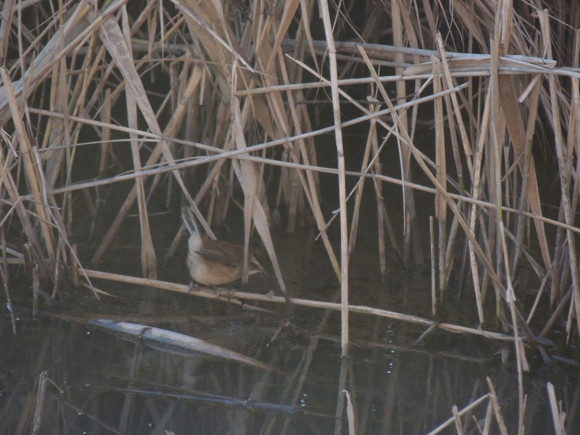 wren  Eurasian Wren,Geotagged,Italy,Troglodytes troglodytes