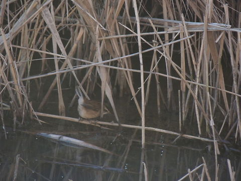 wren  Eurasian Wren,Geotagged,Italy,Troglodytes troglodytes