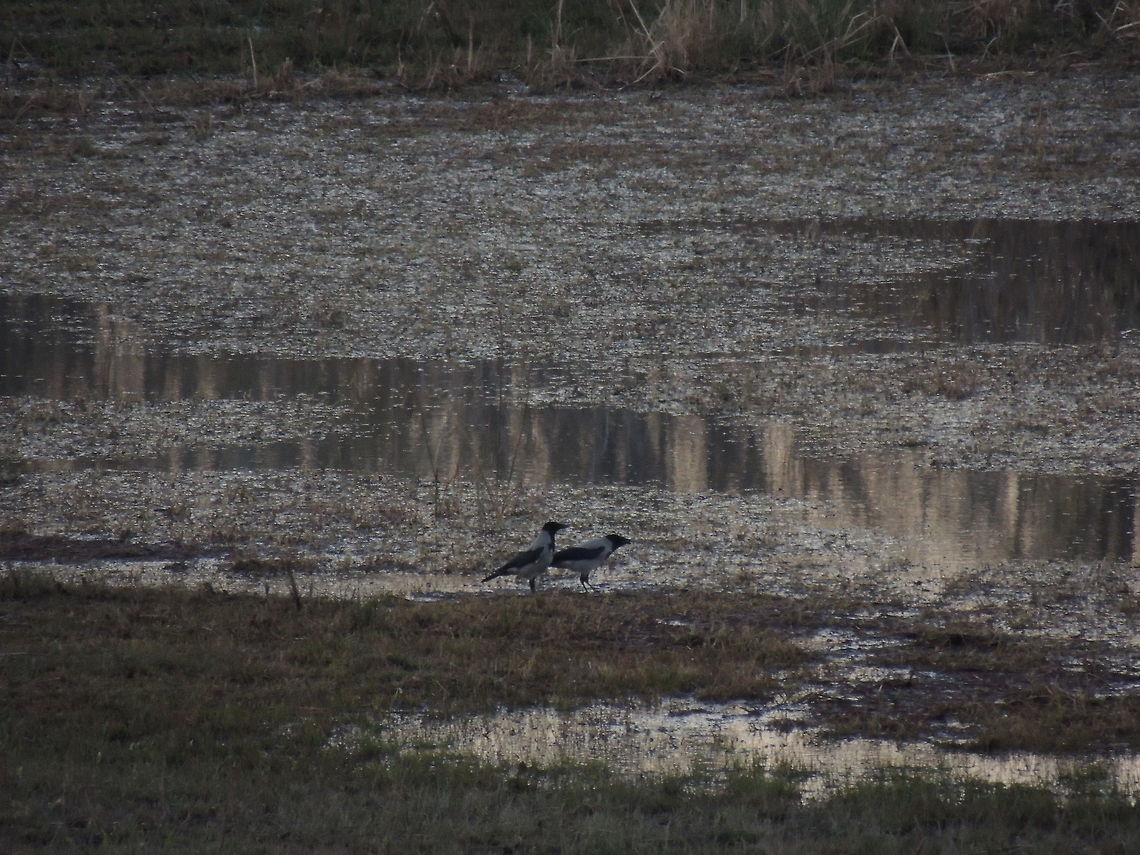couple of hooded crows  Corvus cornix,Geotagged,Hooded Crow,Italy