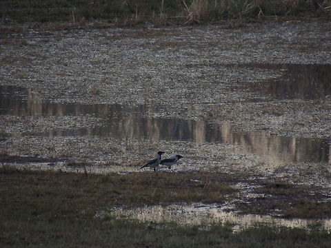 couple of hooded crows  Corvus cornix,Geotagged,Hooded Crow,Italy