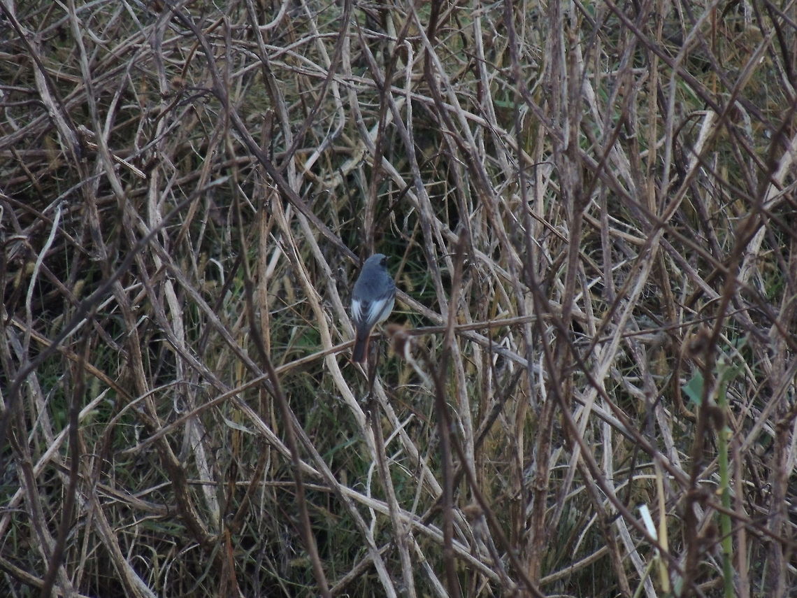 black redstart from back  Black Redstart,Geotagged,Italy,Phoenicurus ochruros