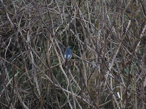 black redstart from back  Black Redstart,Geotagged,Italy,Phoenicurus ochruros