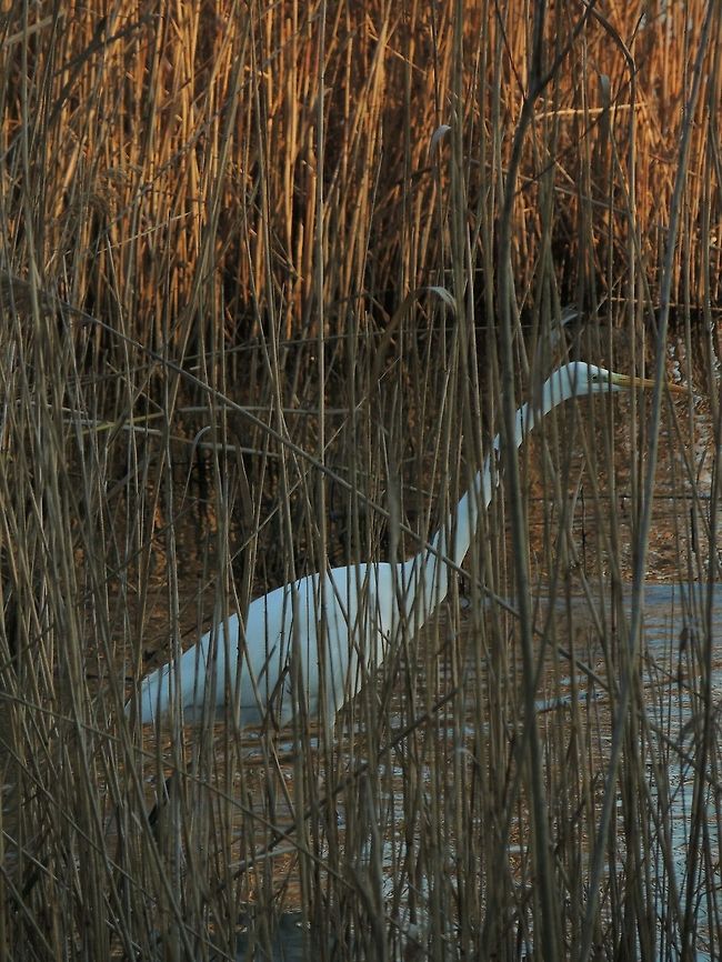 behind grass  Ardea alba,Geotagged,Great egret,Italy