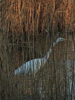 behind grass  Ardea alba,Geotagged,Great egret,Italy