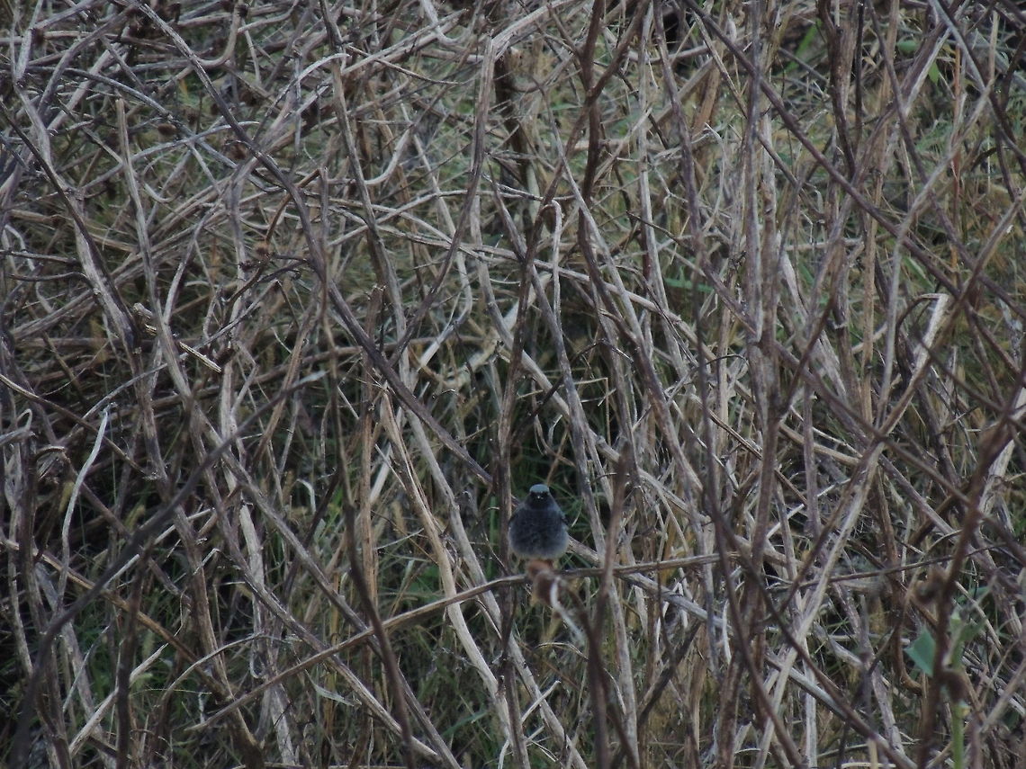 black redstart  Black Redstart,Geotagged,Italy,Phoenicurus ochruros