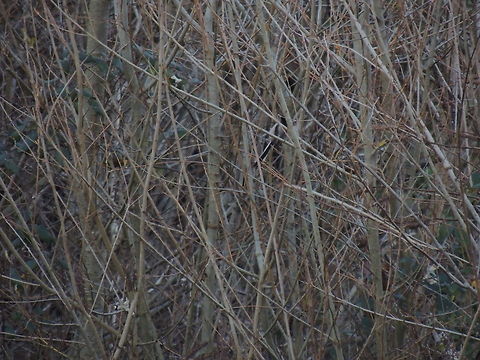 can you find me?  Aegithalos caudatus,Geotagged,Italy,Long-tailed tit