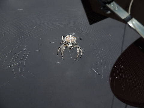 a big spider i was in my garden when I saw this big spider. when i took this photo i was surprised because it seemed full of spikes!! Araneus diadematus,Araneus gemma,Cat-faced Orb-weaver,European garden spider,Geotagged,Italy,Sudan