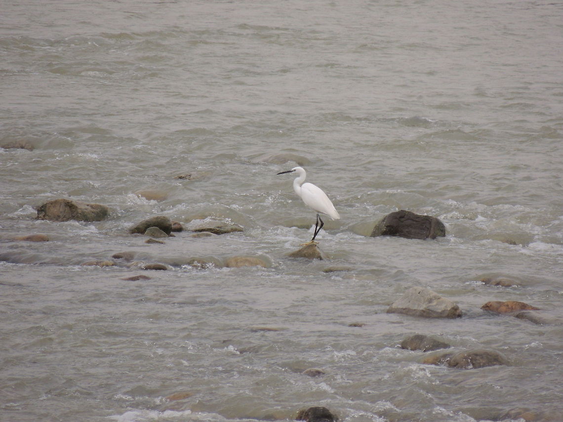 searching for food This little egret was fishing but the dirty water made it more difficult for him. Egretta garzetta,Geotagged,Italy,Little Egret