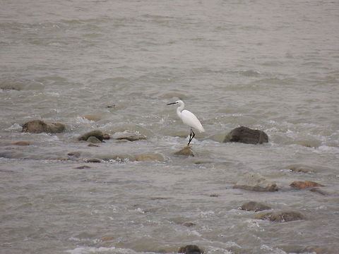 searching for food This little egret was fishing but the dirty water made it more difficult for him. Egretta garzetta,Geotagged,Italy,Little Egret