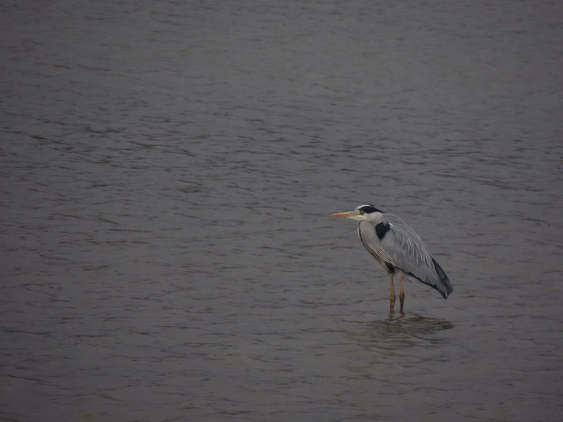 waiting....  Ardea cinerea,Geotagged,Grey Heron,Italy,fishing birds
