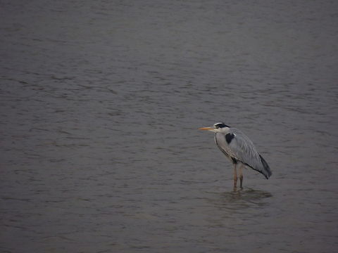 waiting....  Ardea cinerea,Geotagged,Grey Heron,Italy,fishing birds