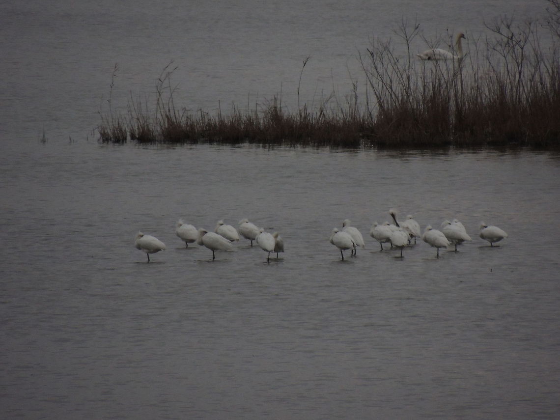 siesta a huge group of spoonbill ( 40 birds) rest after a day spent fishing Eurasian Spoonbill,Geotagged,Italy,Platalea leucorodia