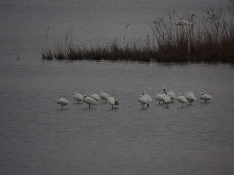 siesta a huge group of spoonbill ( 40 birds) rest after a day spent fishing Eurasian Spoonbill,Geotagged,Italy,Platalea leucorodia