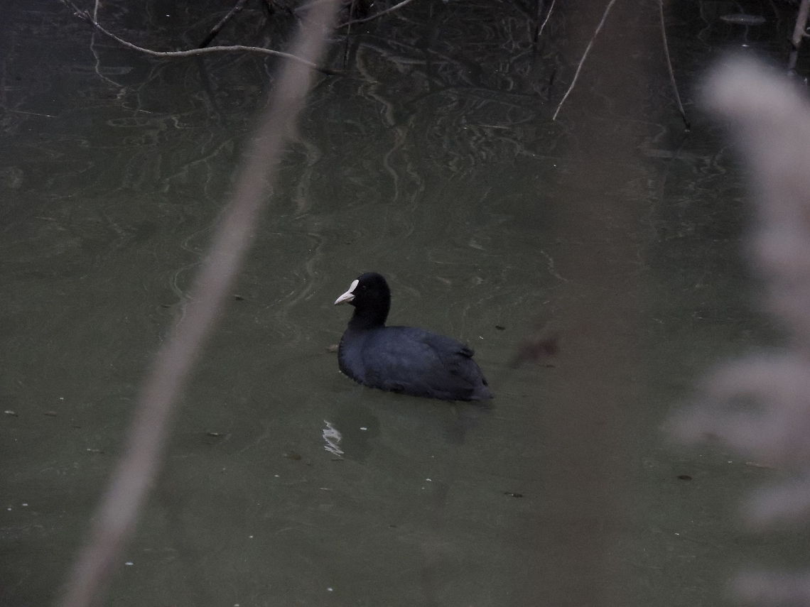coot An eurasian coot swin carefully near the site where last year made a nest Eurasian Coot,Fulica atra,Geotagged,Italy,Lake,Swamp,Water Birds