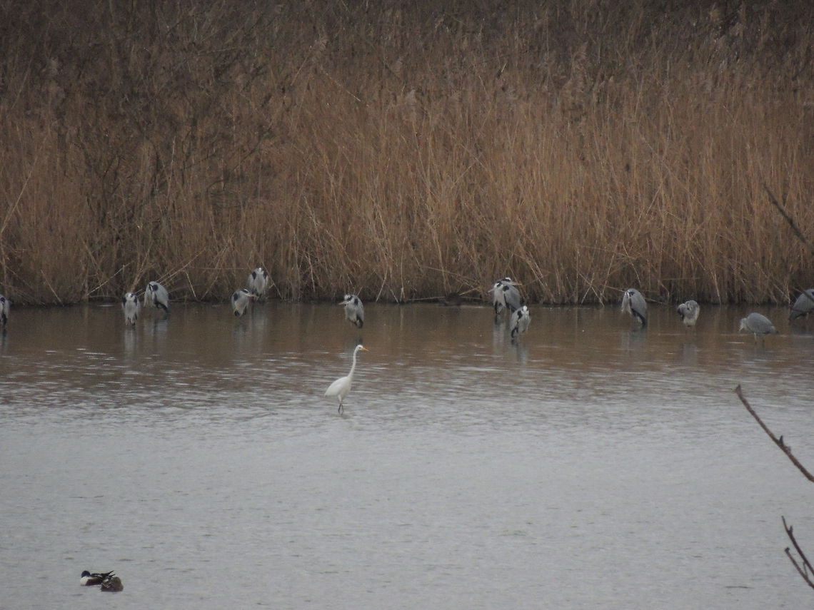 different A big group of 40 gray herons stands in the water while a white heron walks in front of them searching for food. Lower left we can even see a couple of shoveller Ardea alba,Geotagged,Great egret,Italy,Northern Shoveler,Water Birds,grey heron