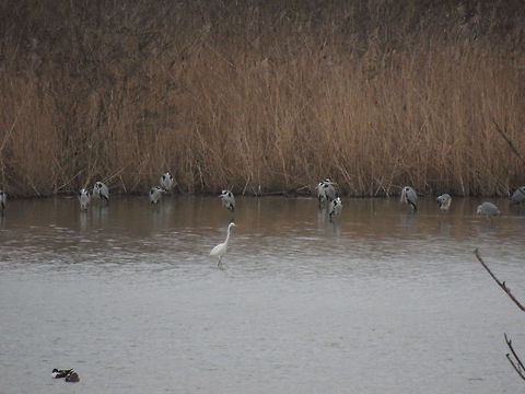different A big group of 40 gray herons stands in the water while a white heron walks in front of them searching for food. Lower left we can even see a couple of shoveller Ardea alba,Geotagged,Great egret,Italy,Northern Shoveler,Water Birds,grey heron