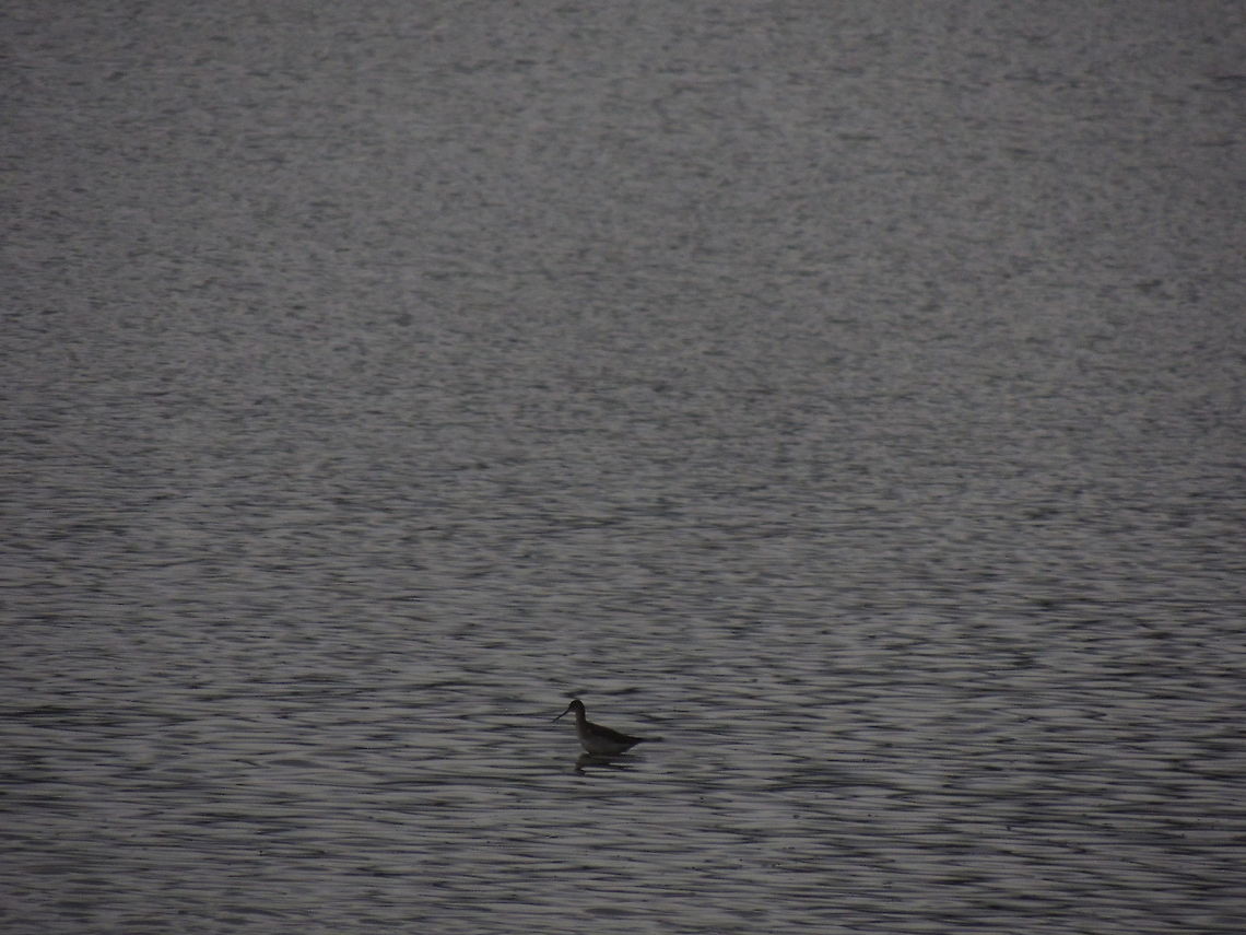spotted redshank i know it isn&#039;t a good photo but I wanted to share it because it&#039;s the first time I see this bird Geotagged,Italy,Lake,Spotted redshank,Tringa erythropus,Water Birds
