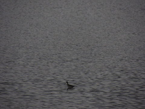 spotted redshank i know it isn't a good photo but I wanted to share it because it's the first time I see this bird Geotagged,Italy,Lake,Spotted redshank,Tringa erythropus,Water Birds