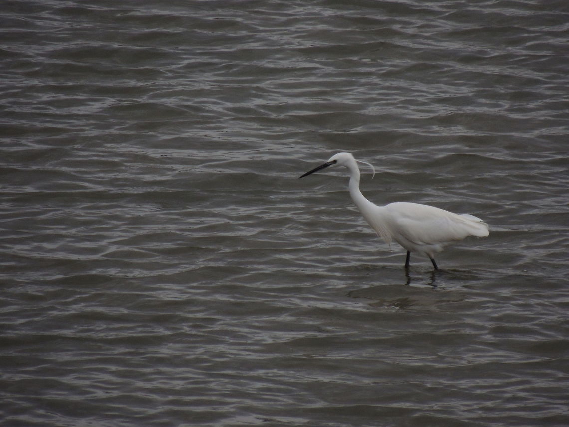 bad hair day I love it&#039;s tuft because it made this egret really funny Egretta garzetta,Geotagged,Italy,Little Egret