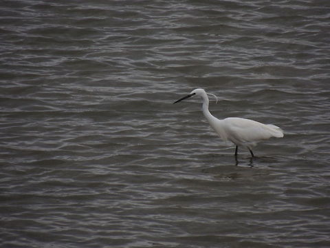 bad hair day I love it's tuft because it made this egret really funny Egretta garzetta,Geotagged,Italy,Little Egret