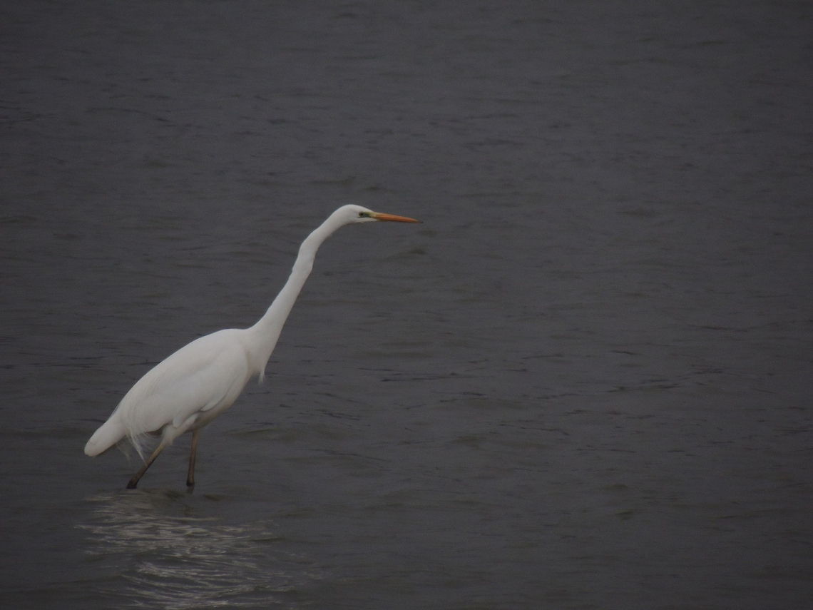 ardea alba  Ardea alba,Geotagged,Great egret,Italy
