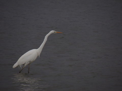 ardea alba  Ardea alba,Geotagged,Great egret,Italy