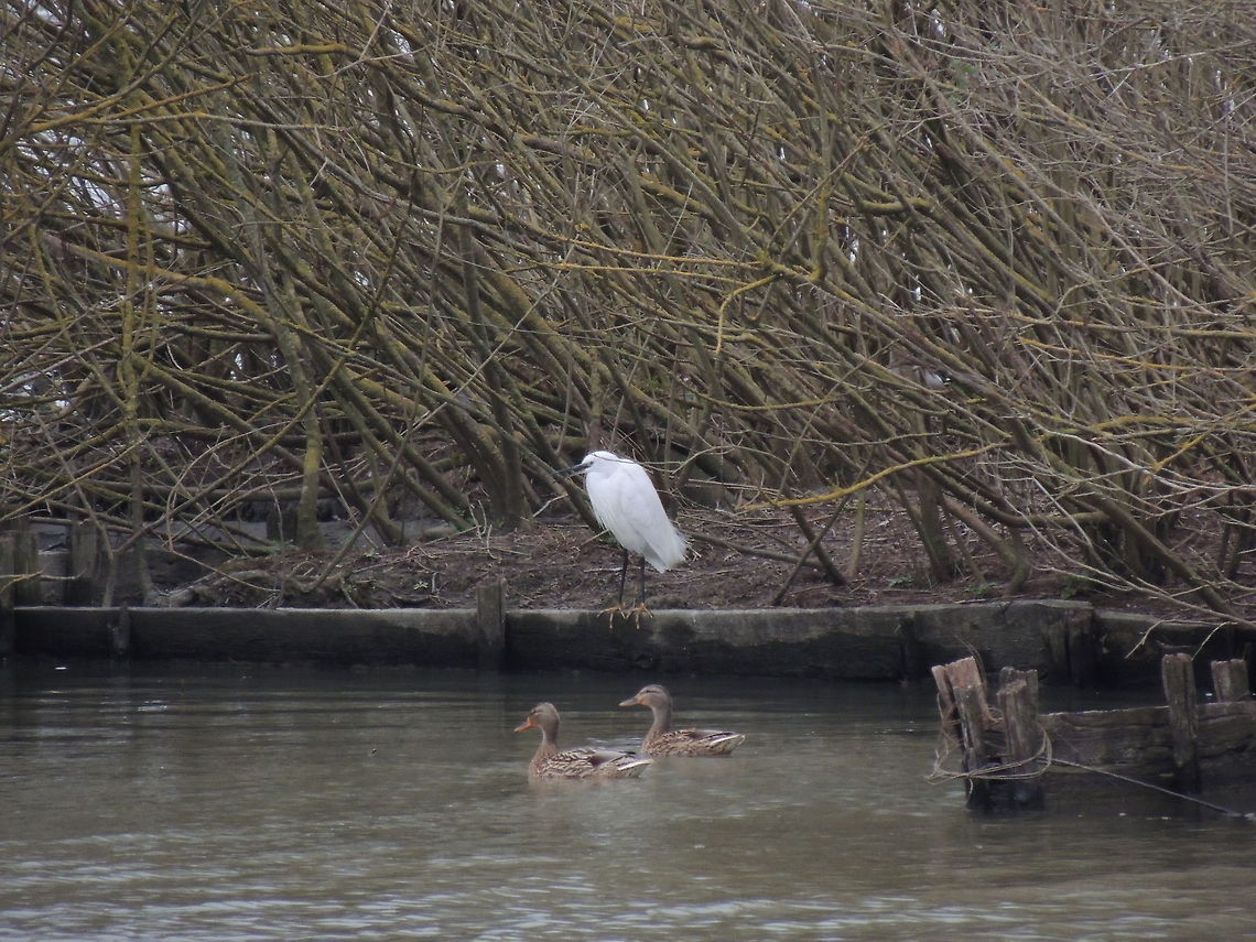 A strange trio  Egretta garzetta,Female Mallard Duck,Geotagged,Italy,Little Egret