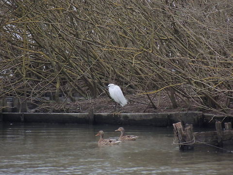 A strange trio  Egretta garzetta,Female Mallard Duck,Geotagged,Italy,Little Egret