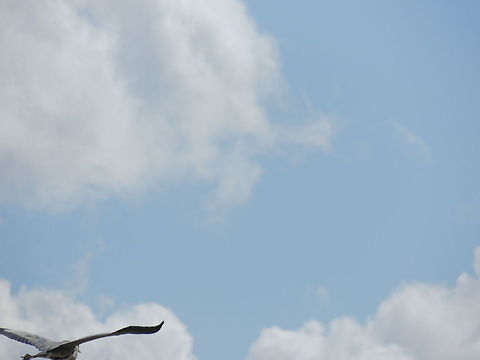 above only the sky  Ardea cinerea,Geotagged,Grey Heron,Italy,Sky,fishing birds,flying