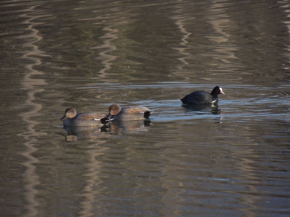 two gadwalls and a coot  Anas strepera,Eurasian Coot,Gadwall,Geotagged,Italy,Mareca strepera,Winter