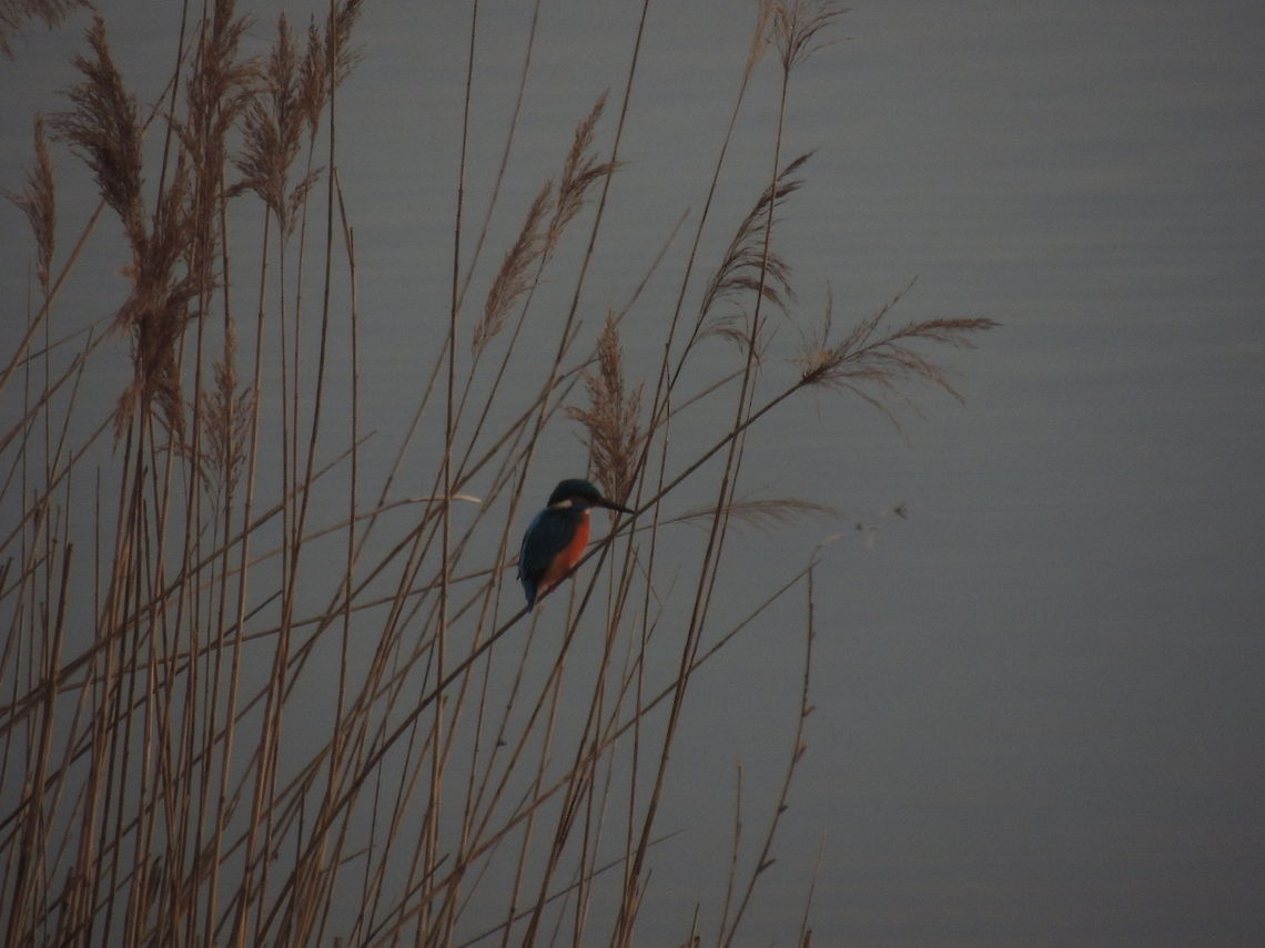 kingfisher I was watching at the lake when I saw this little bird standing in front of me and I hadn&#039;t noticed it! So I immediatly took a photo of him             just in time because he flew away. Alcedo atthis,Common Kingfisher,Geotagged,Italy,Winter