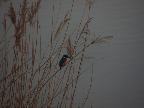 kingfisher I was watching at the lake when I saw this little bird standing in front of me and I hadn't noticed it! So I immediatly took a photo of him             just in time because he flew away. Alcedo atthis,Common Kingfisher,Geotagged,Italy,Winter