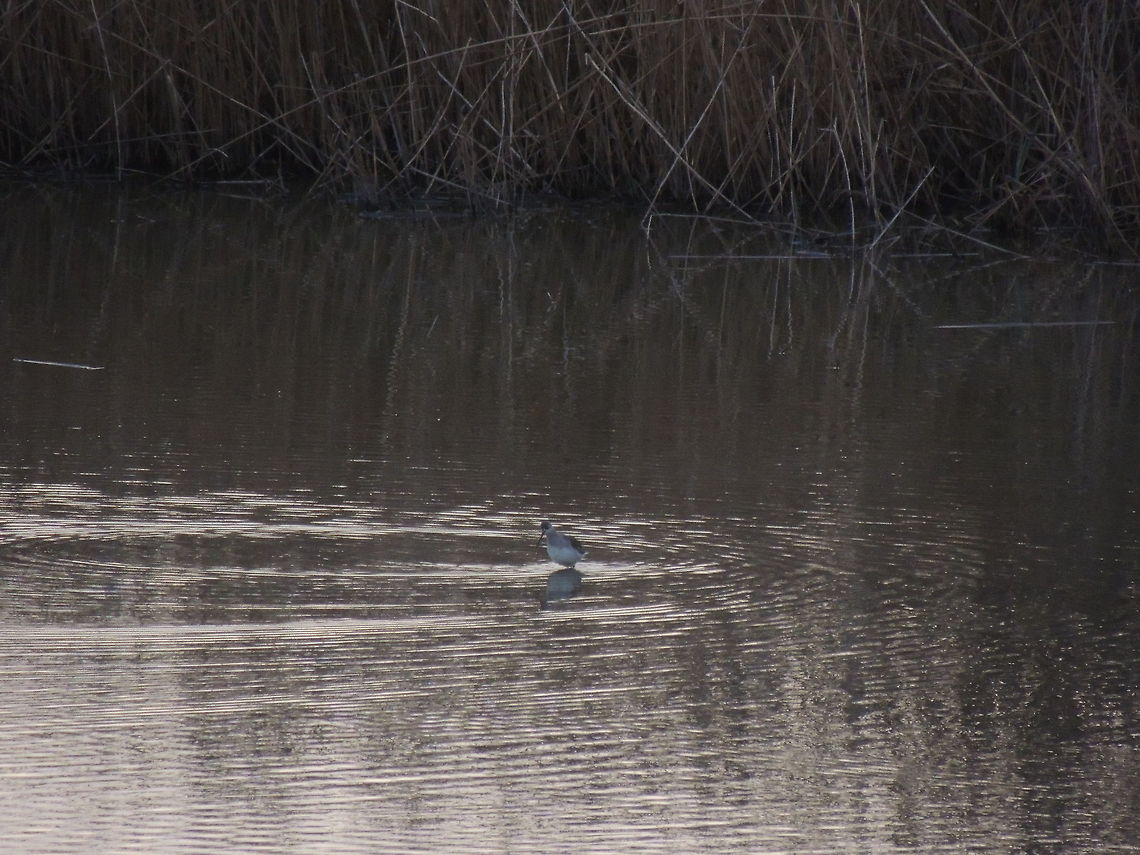 redshank searching for food there was a group of 10 spotted redshank but this subject was alone Geotagged,Italy,Spotted redshank,Tringa erythropus,Winter