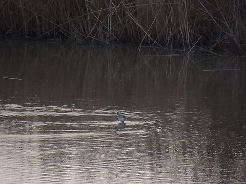 redshank searching for food there was a group of 10 spotted redshank but this subject was alone Geotagged,Italy,Spotted redshank,Tringa erythropus,Winter